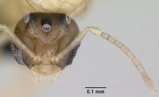 Brachymyrmex australis specimen CASENT0059784 image casent0059784_3