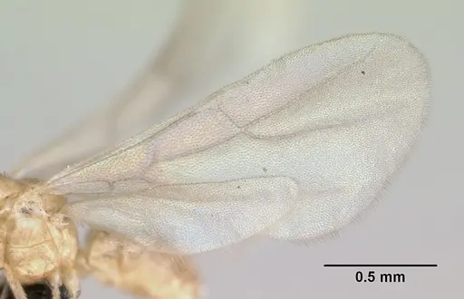 Brachymyrmex australis specimen CASENT0059784 image casent0059784_5