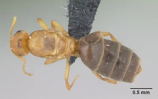 Brachymyrmex australis specimen CASENT0060275 image casent0060275_1