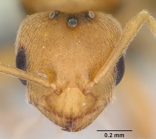 Brachymyrmex australis specimen CASENT0060275 image casent0060275_2