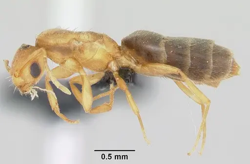 Brachymyrmex australis specimen CASENT0060275 image casent0060275_3