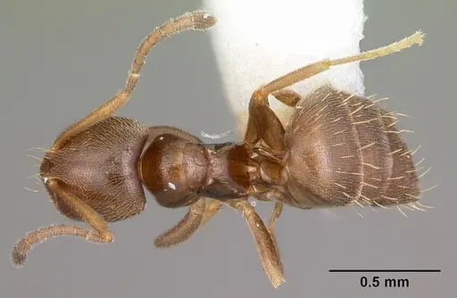 Brachymyrmex australis specimen CASENT0102975 image casent0102975_1