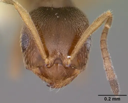 Brachymyrmex australis specimen CASENT0102975 image casent0102975_2