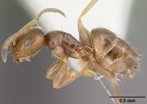 Brachymyrmex australis specimen CASENT0102975 image casent0102975_3
