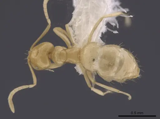 Brachymyrmex australis specimen CASENT0651956 image casent0651956_1