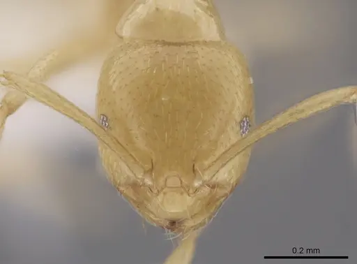 Brachymyrmex australis specimen CASENT0651956 image casent0651956_2