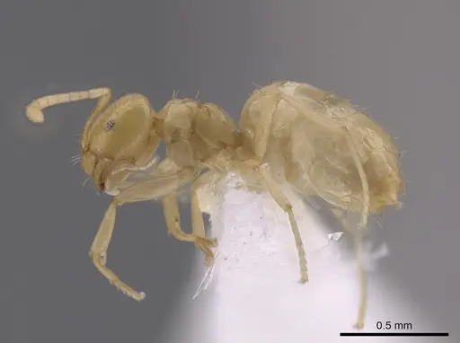Brachymyrmex australis specimen CASENT0651956 image casent0651956_3
