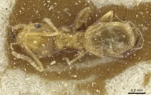 Brachymyrmex australis specimen CASENT0911596 image casent0911596_1