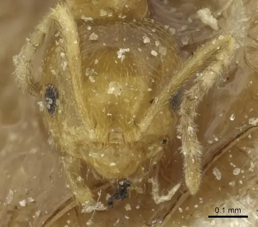 Brachymyrmex australis specimen CASENT0911596 image casent0911596_2