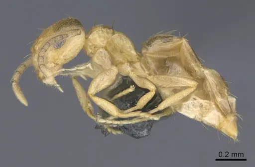 Brachymyrmex australis specimen CASENT0923758 image casent0923758_1