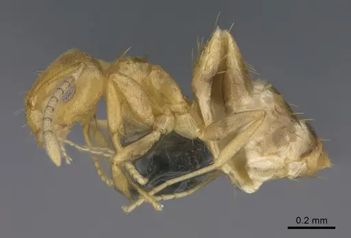 Brachymyrmex australis specimen CASENT0923759 image casent0923759_1