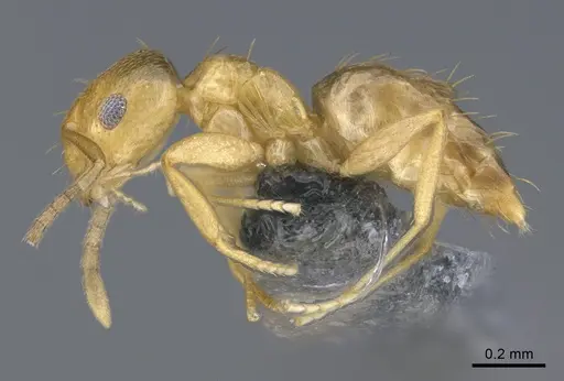 Brachymyrmex australis specimen CASENT0923760 image casent0923760_1