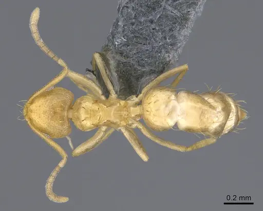 Brachymyrmex australis specimen CASENT0923761 image casent0923761_1