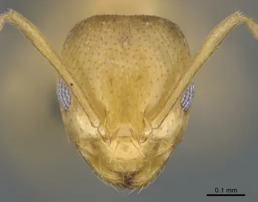 Brachymyrmex australis specimen CASENT0923761 image casent0923761_2