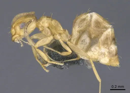 Brachymyrmex australis specimen CASENT0923761 image casent0923761_3