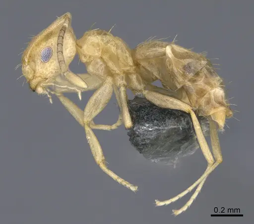 Brachymyrmex australis specimen CASENT0923762 image casent0923762_1