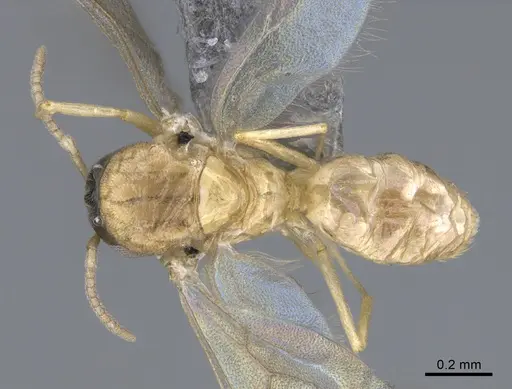 Brachymyrmex australis specimen CASENT0923763 image casent0923763_1