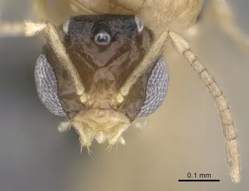 Brachymyrmex australis specimen CASENT0923763 image casent0923763_2