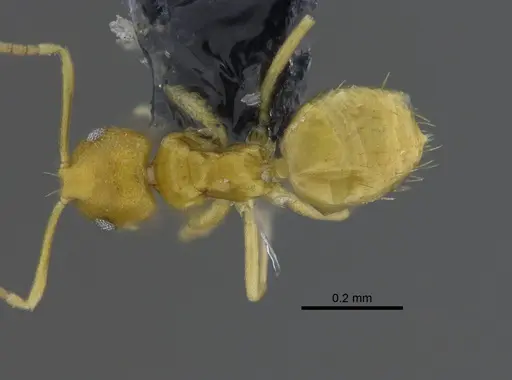 Brachymyrmex australis specimen CBUMAGENT41836 image cbumagent41836_1