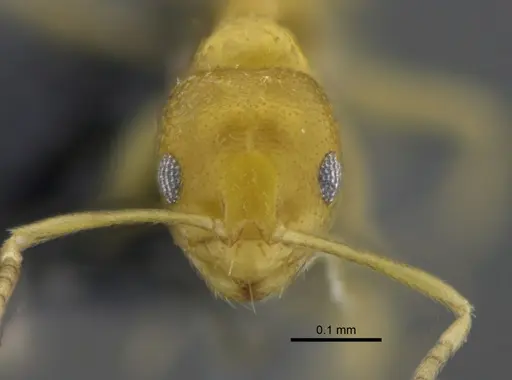 Brachymyrmex australis specimen CBUMAGENT41836 image cbumagent41836_2