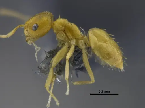 Brachymyrmex australis specimen CBUMAGENT41836 image cbumagent41836_3