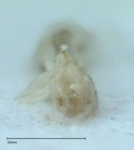 Brachymyrmex australis specimen FOCOL0009 image focol0009_1