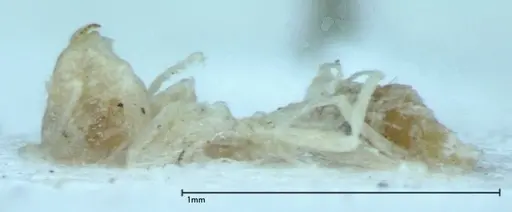 Brachymyrmex australis specimen FOCOL0009 image focol0009_2