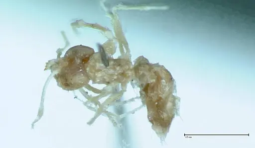 Brachymyrmex australis specimen FOCOL0010 image focol0010_1