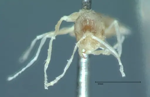 Brachymyrmex australis specimen FOCOL0010 image focol0010_2