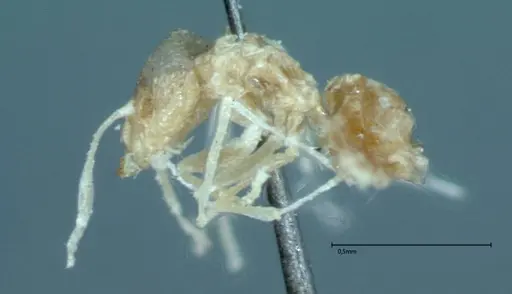 Brachymyrmex australis specimen FOCOL0010 image focol0010_3