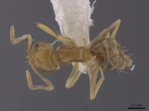 Brachymyrmex australis specimen JTLC000010245 image jtlc000010245_1