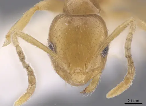 Brachymyrmex australis specimen JTLC000010245 image jtlc000010245_2