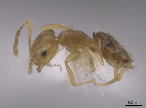 Brachymyrmex australis specimen JTLC000010245 image jtlc000010245_3
