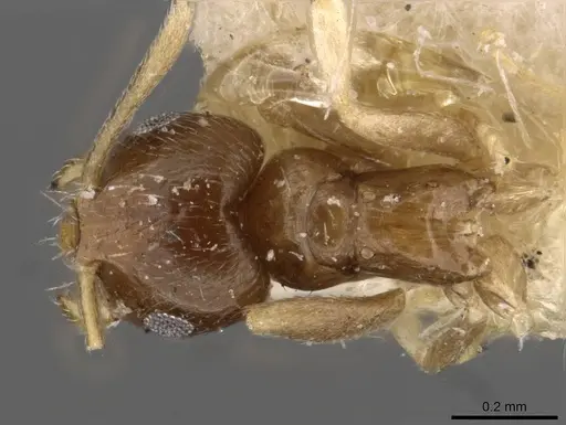 Brachymyrmex australis specimen USNMENT00757144 image usnment00757144_1