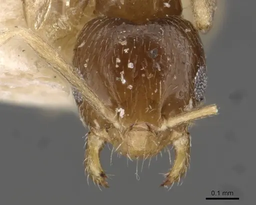 Brachymyrmex australis specimen USNMENT00757144 image usnment00757144_2