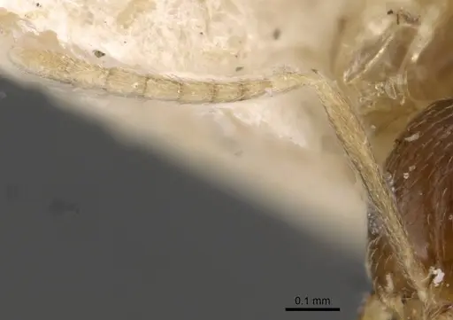 Brachymyrmex australis specimen USNMENT00757144 image usnment00757144_3