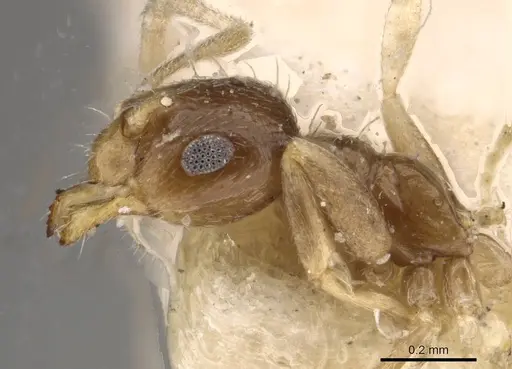 Brachymyrmex australis specimen USNMENT00757144 image usnment00757144_4