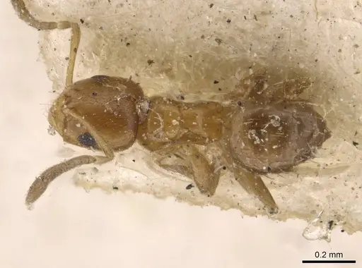 Brachymyrmex australis specimen USNMENT00757156 image usnment00757156_1