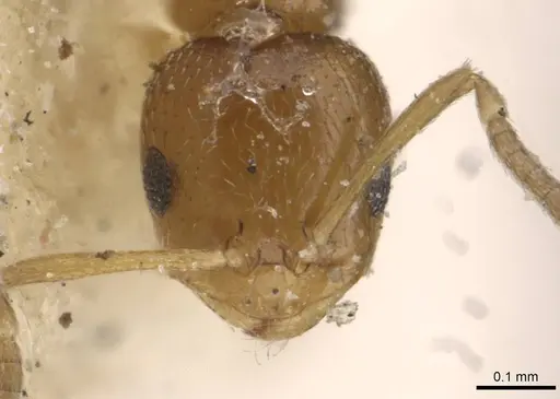 Brachymyrmex australis specimen USNMENT00757156 image usnment00757156_2