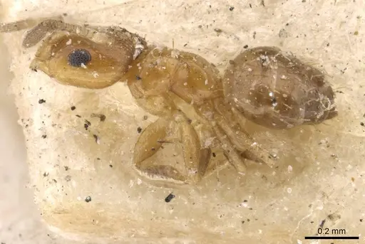 Brachymyrmex australis specimen USNMENT00757156 image usnment00757156_3