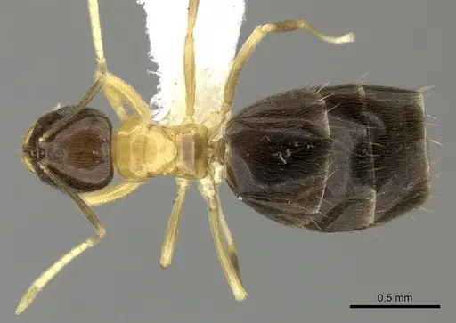 Brachymyrmex bicolor specimen CASENT0615273 image casent0615273_1
