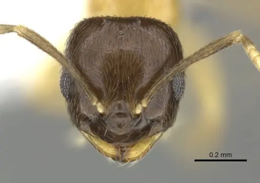 Brachymyrmex bicolor specimen CASENT0615273 image casent0615273_2