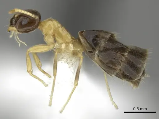 Brachymyrmex bicolor specimen CASENT0615273 image casent0615273_3