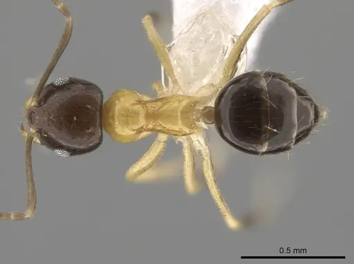 Brachymyrmex bicolor specimen CASENT0615275 image casent0615275_1
