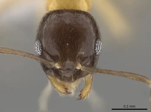 Brachymyrmex bicolor specimen CASENT0615275 image casent0615275_2