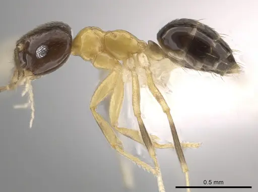 Brachymyrmex bicolor specimen CASENT0615275 image casent0615275_3