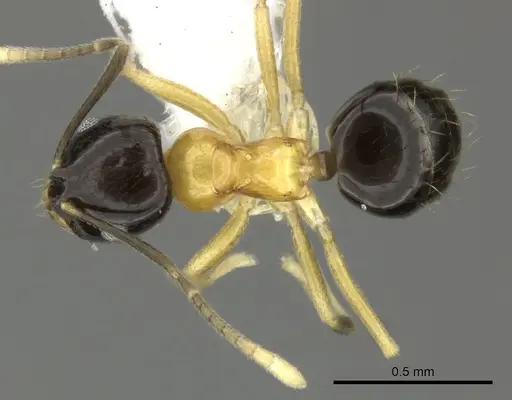 Brachymyrmex bicolor specimen CASENT0615276 image casent0615276_1
