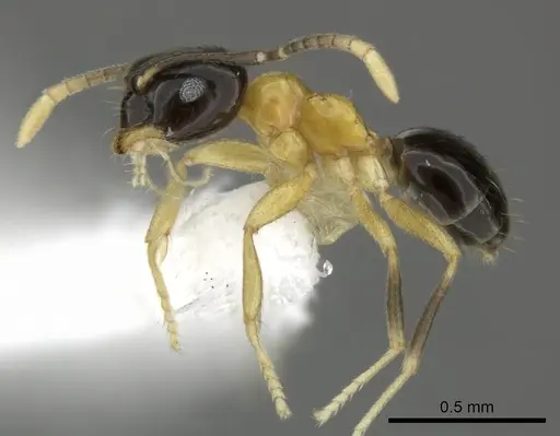 Brachymyrmex bicolor specimen CASENT0615276 image casent0615276_3