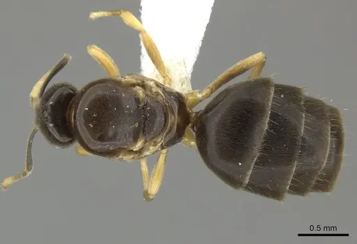 Brachymyrmex bicolor specimen CASENT0615292 image casent0615292_1