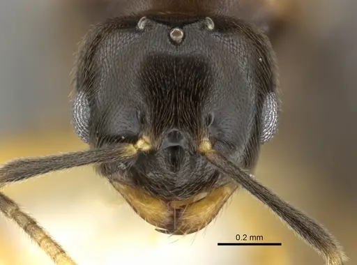 Brachymyrmex bicolor specimen CASENT0615292 image casent0615292_2